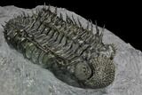 Spiny Drotops Armatus Trilobite - Excellent Preparation #125201-3